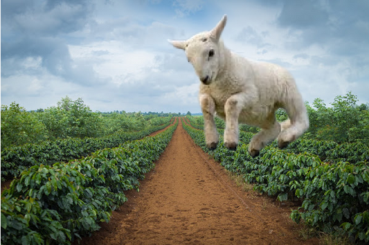 Coffee: the origin story or goats galore