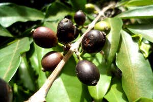Black fruited 'Lost' coffee plant rediscovered in the wild and can resist climate change.