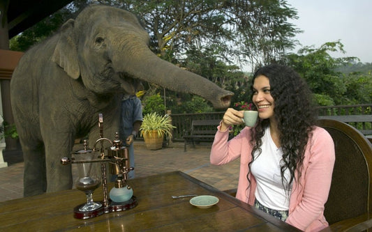 Elephant Dung Coffee is a thing now? or like coffee through an elephant