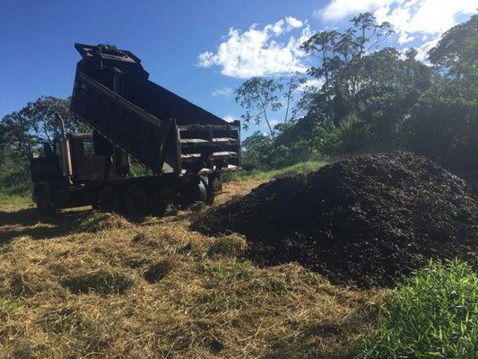 Researchers dumped tons of coffee waste into a forest. This is what it looks like now.