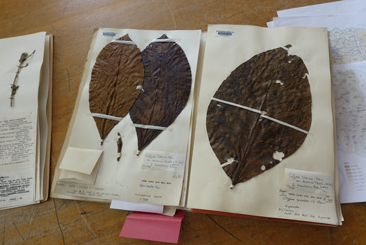 Hakuna My Tattas! Six New Coffee Species Discovered In Madagascar