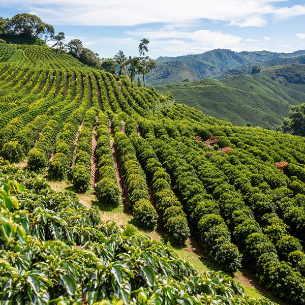 Exploring the World of Single-Origin Coffees