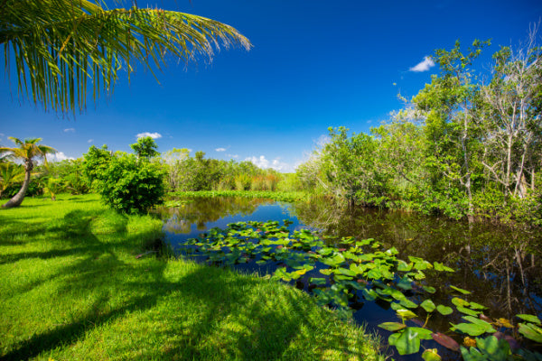 Florida's Everglades: The Largest Subtropical Wilderness in the United States